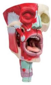 鼻、口、咽喉腔分解模型